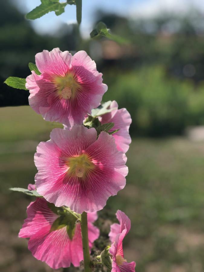 尼波Solbacka别墅 外观 照片